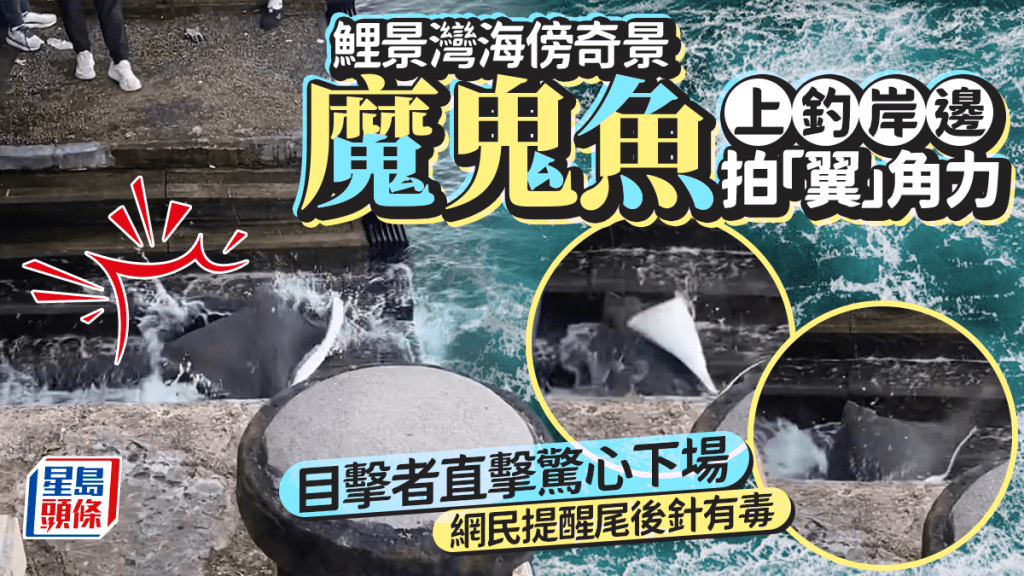 鯉景灣海傍奇景 魔鬼魚上釣岸邊拍「翼」角力 目擊者直擊驚心下場 網民提醒尾後針有毒
