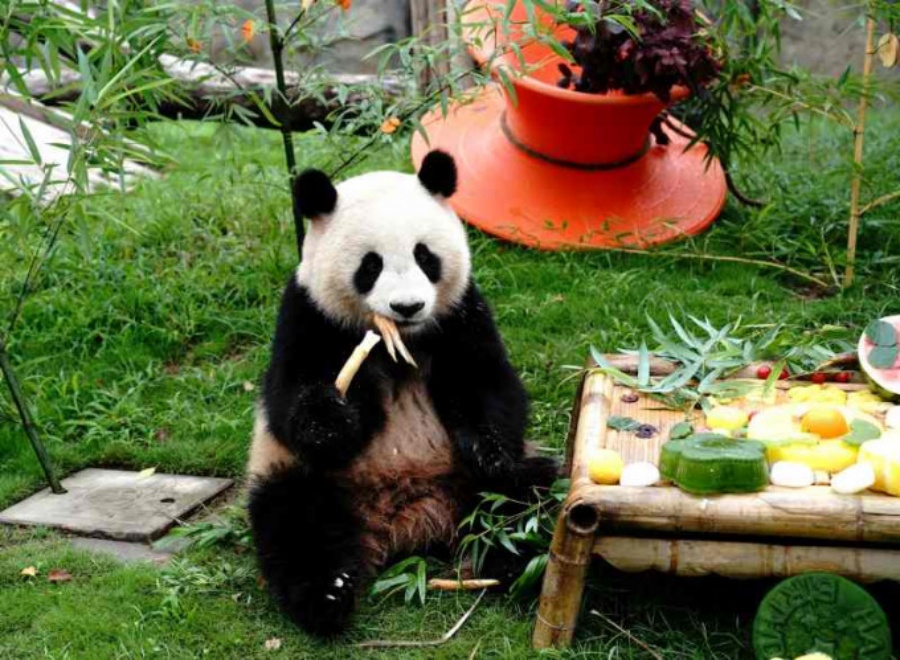大熊貓「七七」兩歲生日時享受生日美食。新華社