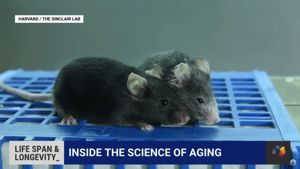哈佛研究的老鼠实验显示，老化是个可逆的过程，能随意让它前进或后退。（截图自自YT@NBC news）