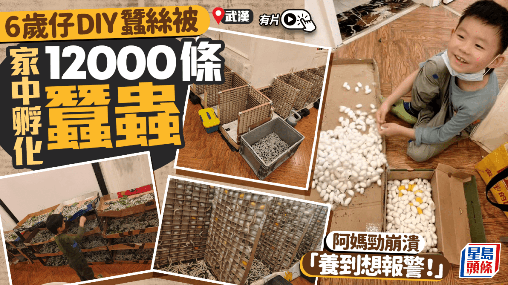 武汉6岁童玩DIY蚕丝被   家中养1.2万条蚕虫阿妈超崩溃︱有片