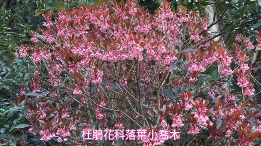 綻放時會欣賞到滿樹緋紅嘅美景。fb「康文＋＋＋」截圖