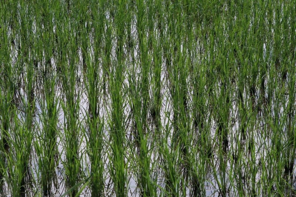 「醸し人九平次」酿酒由亲手种植清酒的原材料——米开始