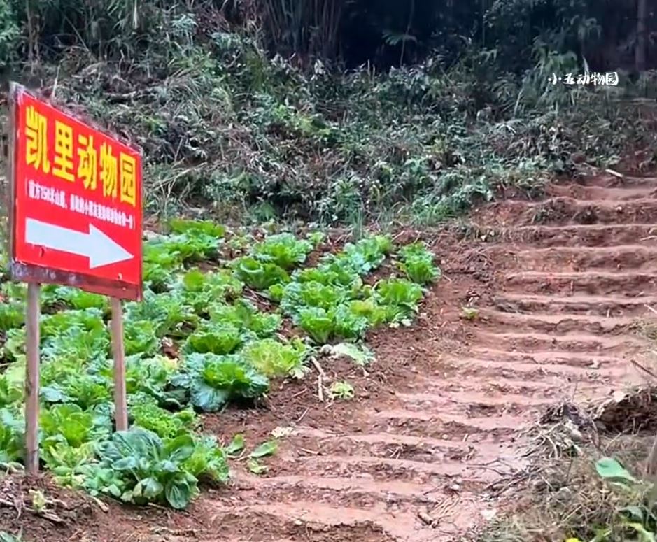 「最寒酸動物園」只有一條泥路通外界，網上爆紅後遊客不絕。抖音@小五動物園