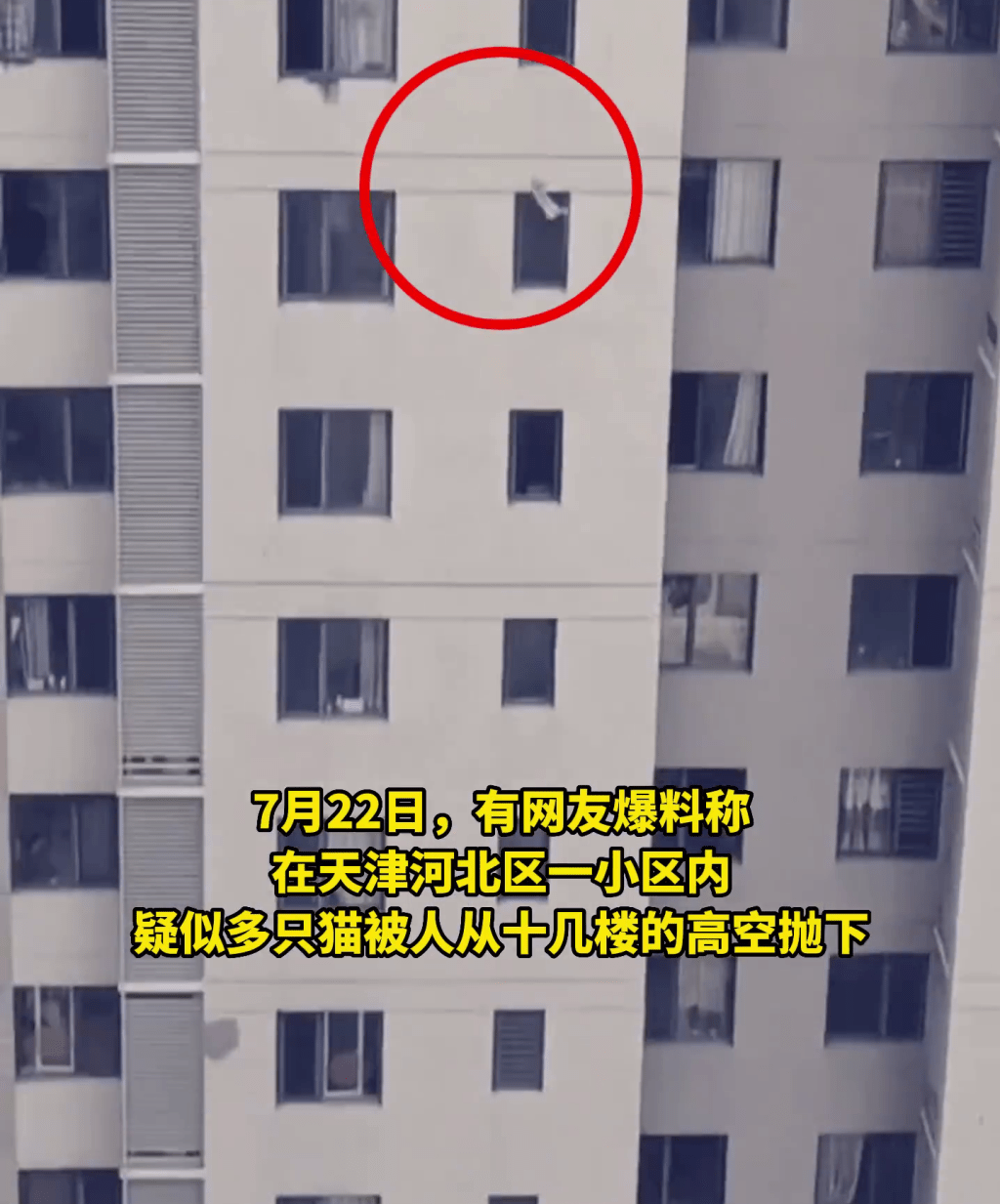 网片显示，一只猫从住宅区的高处坠下。