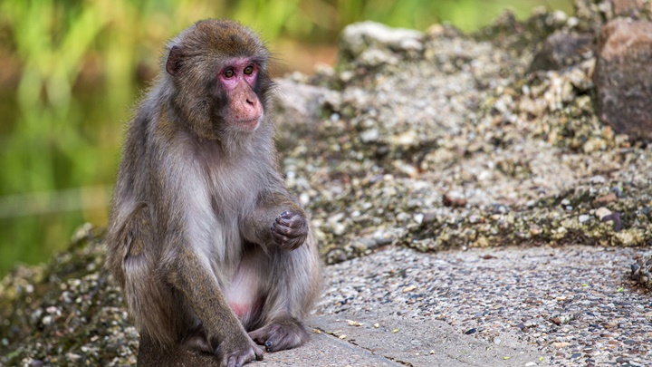 印度再發生猴子「殺人」事故。iStock示意圖，非涉事猴子
