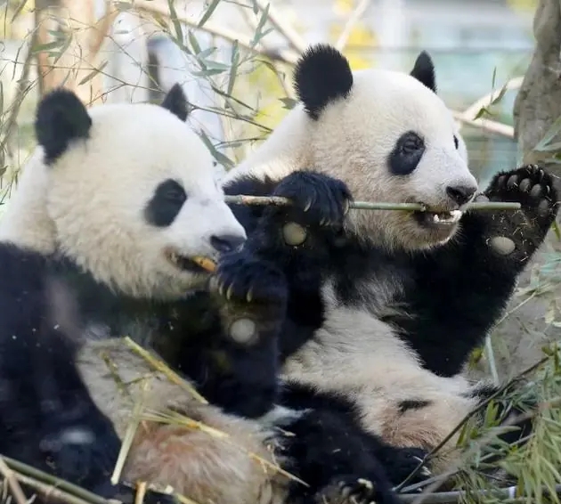 大熊貓「曉曉」和「蕾蕾」。 資料圖 大熊貓「曉曉」和「蕾蕾」。 資料圖
