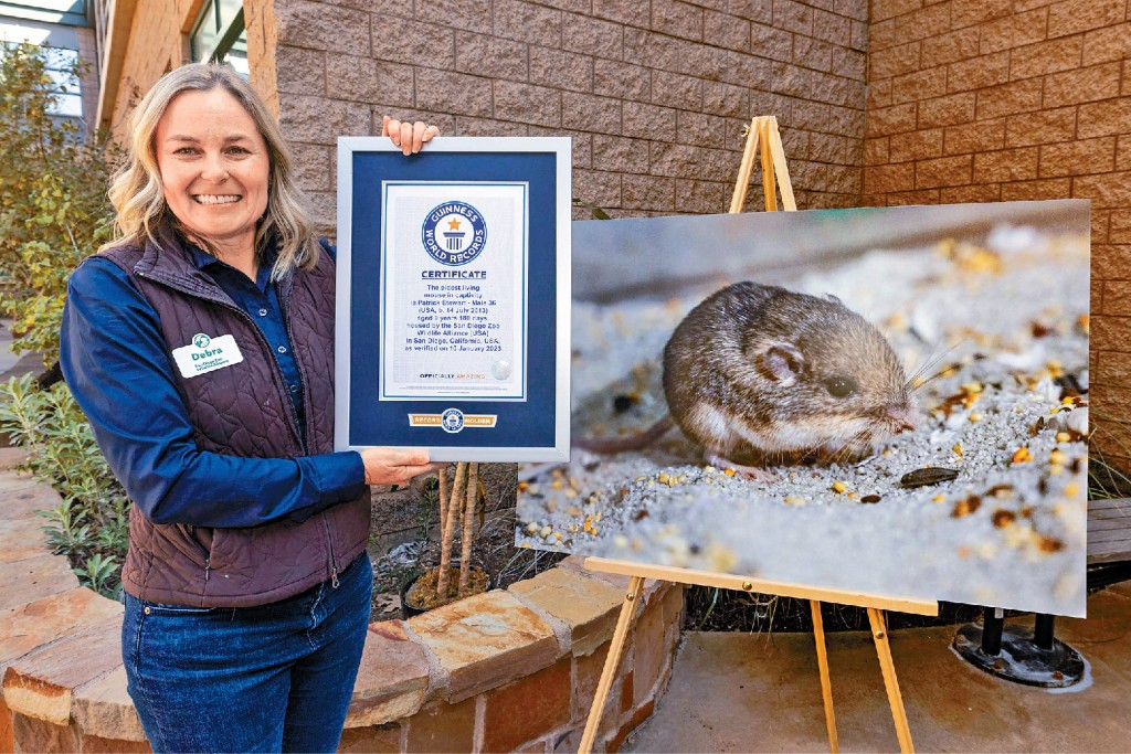 美国9岁老鼠长寿破健力士世界纪录。