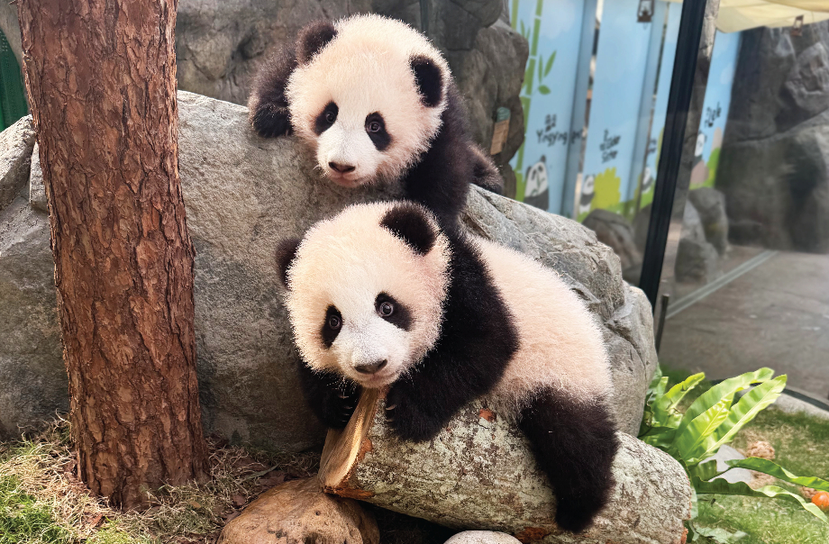 大熊貓寶寶每日上午10時至下午3時會與遊客見面。海洋公園fb圖片