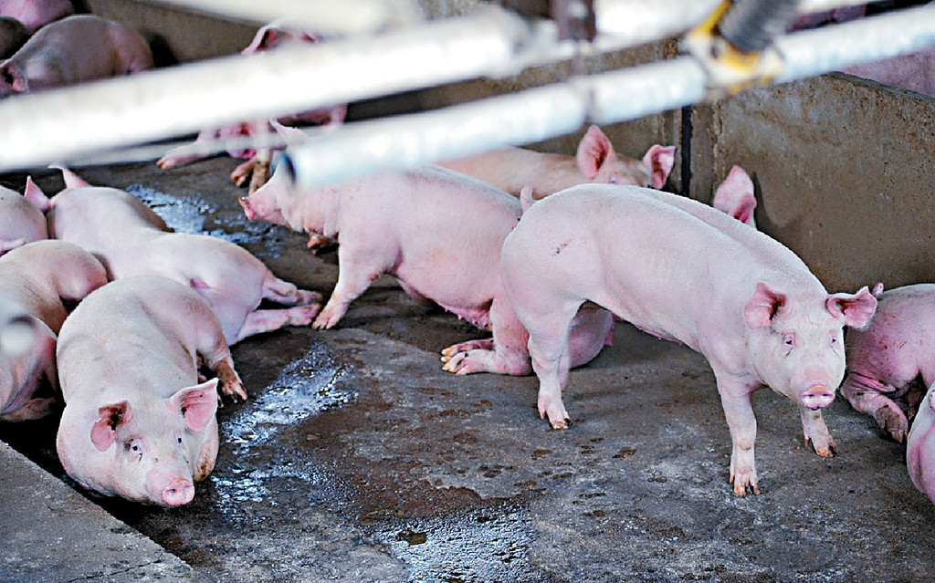 ■打鼓嶺豬場驗出非洲豬瘟事件，未影響豬肉供應。
