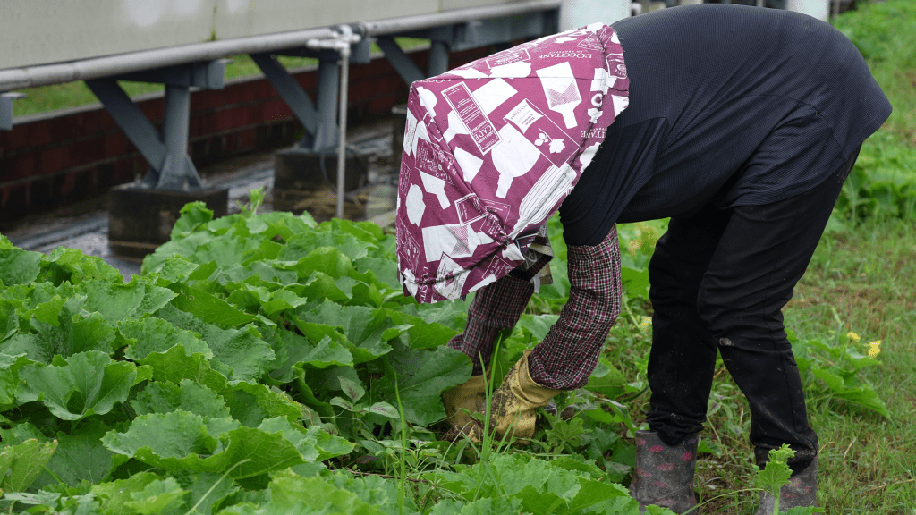 環保署在O·PARK1天台設有機農莊O·FARM，實現「再生農法」，利用自產有機堆肥種植有機時令蔬果。