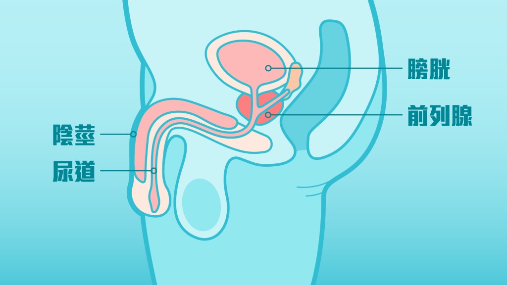前列腺的位置在膀胱出口，包圍著尿道。