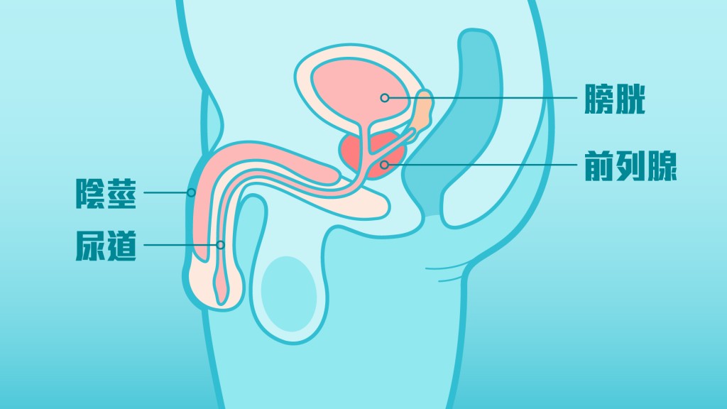 前列腺的位置在膀胱出口，包围著尿道。