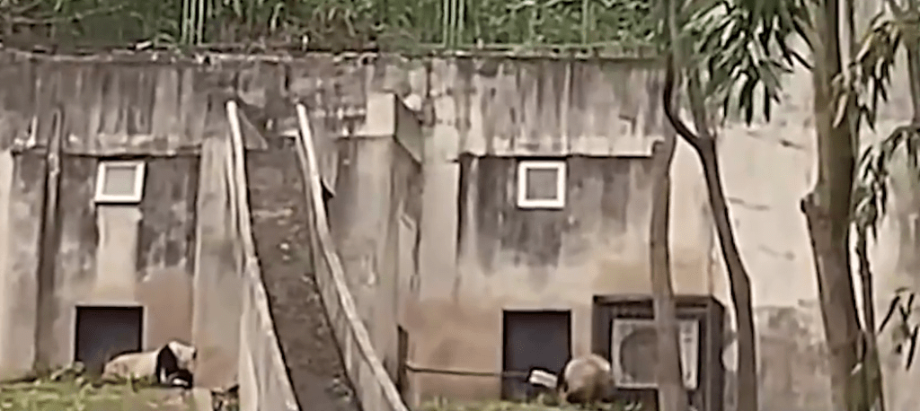 影片可见，有饲养员用铁铲驱赶大熊猫。