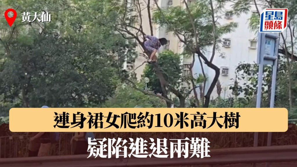 黃大仙連身裙女爬約10米高大樹 疑陷進退兩難 途人駐足圍觀