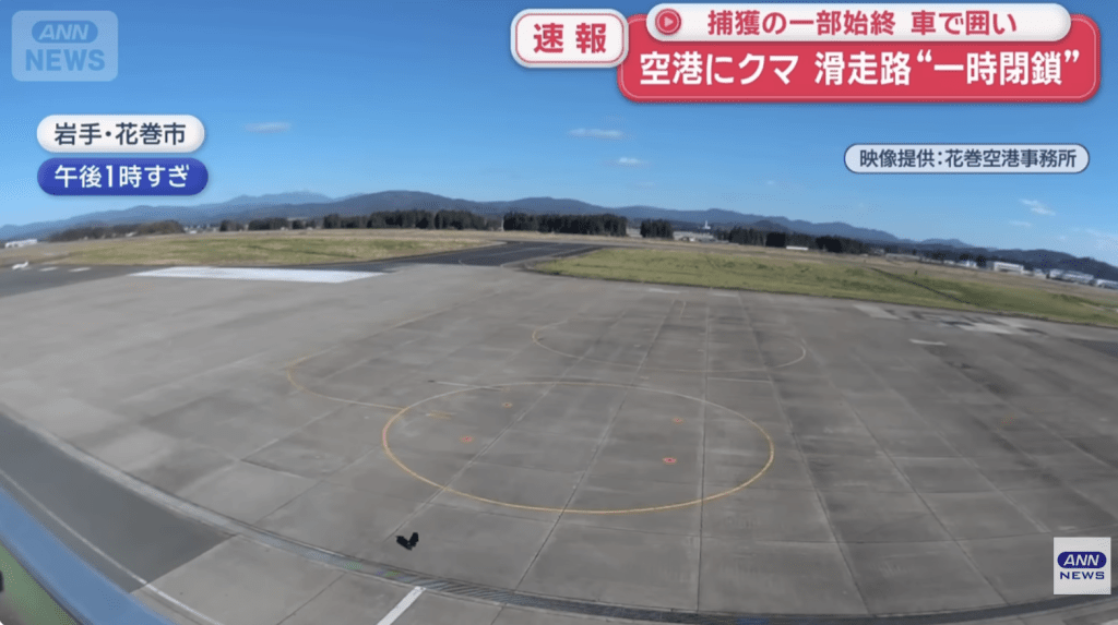 岩手縣花卷機場12日下午驚現一頭小熊闖入跑道附近,導致航班起降全面暫停,兩架客機被迫延誤起飛。 岩手縣花卷機場12日下午驚現一頭小熊闖入跑道附近,導致航班起降全面暫停,兩架客機被迫延誤起飛。