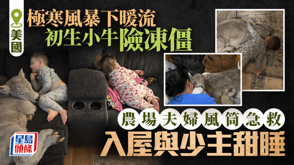 美極寒風暴下的暖流 初生小牛險凍死獲救 入屋與少主甜睡照感動全網
