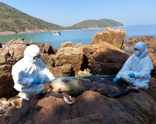 江豚屍體已嚴重腐爛。圖：香港海洋公園保育基金