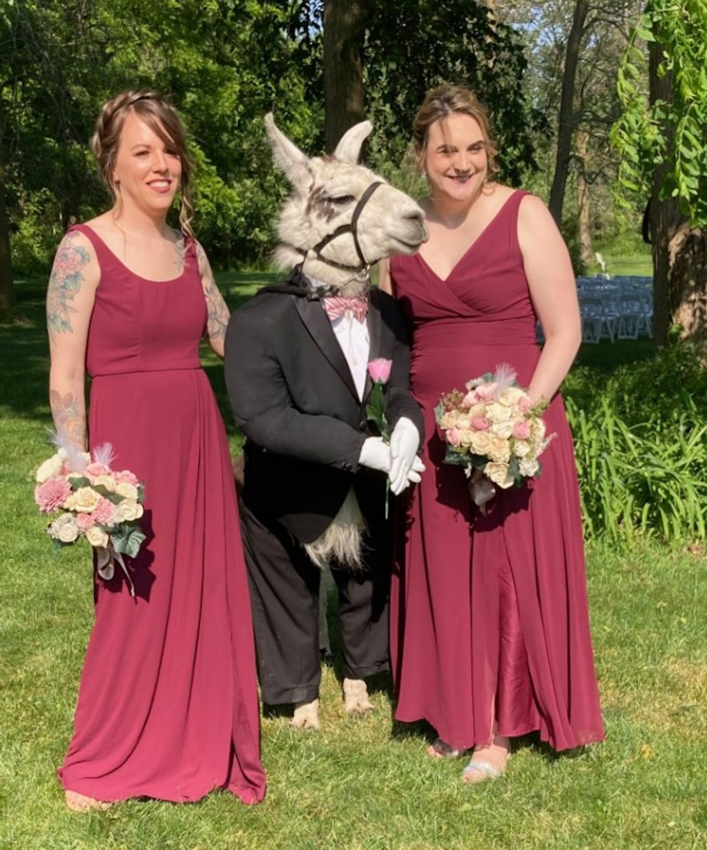 婚礼上的宾客，都争相与这只草泥马合照。  （Llama Adventures Facebook）