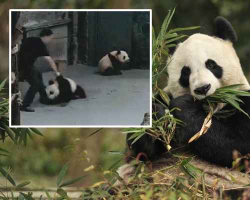 基地承認「飼養員行為欠妥，應該更溫柔處置」。