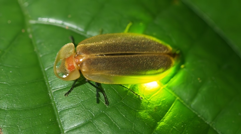 雄性螢火蟲通常會在夜間飛行，並以發光來吸引雌性螢火蟲，完成繁衍後代的使命便會死去，圖為螢火蟲的成蟲。（圖片來源：小巨人歷奇教育）