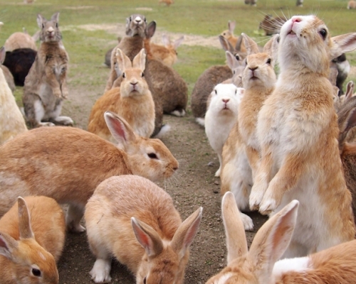 大久野島遊客太多不斷餵飼，兔子數量急增爭地盤受傷。網圖