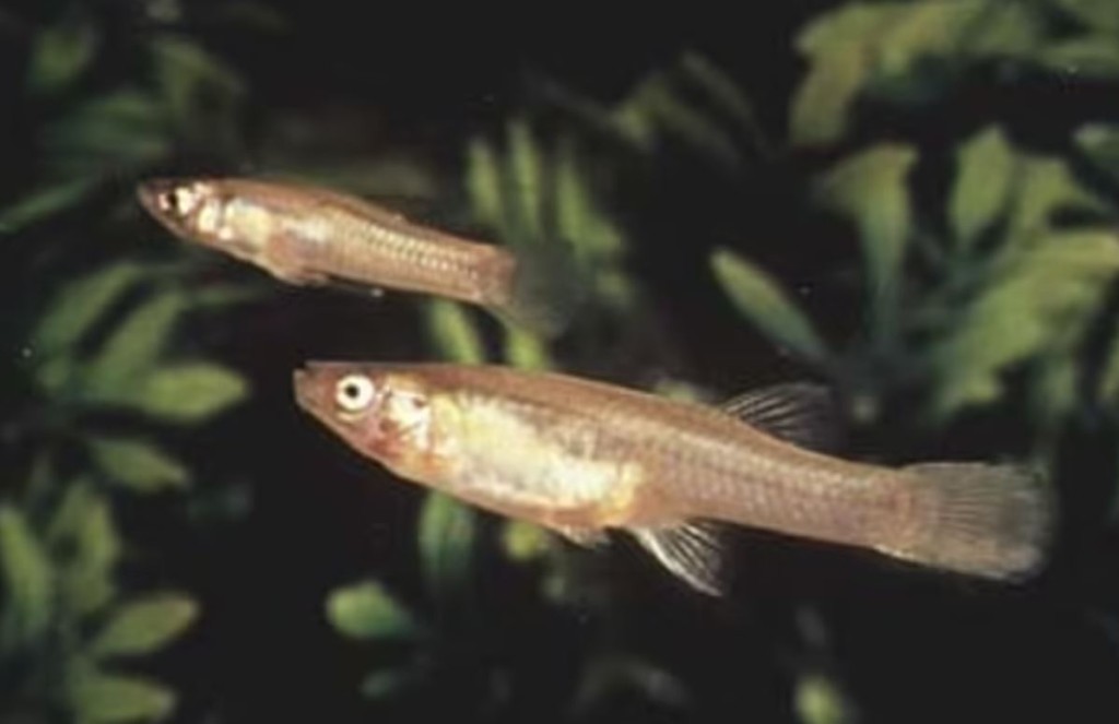 已絕種物種 : San Marcos gambusia