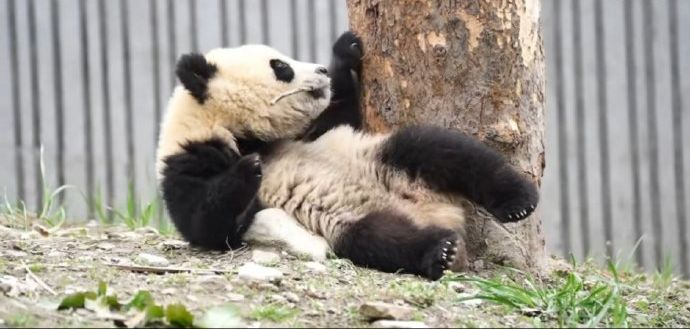 大熊猫“青糍”病逝。 