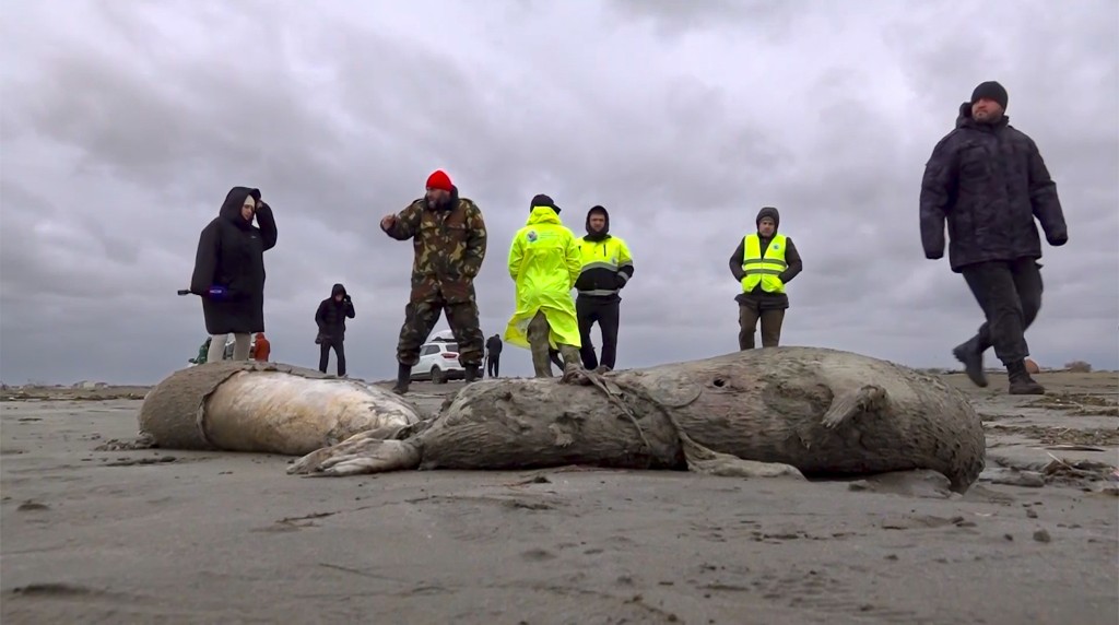 俄罗斯里海岸边发现上千头海豹尸体，死因尚未明。