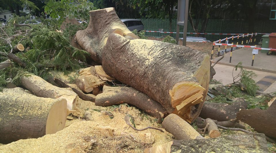 田進福的攝影專頁Edward Tin fb圖片