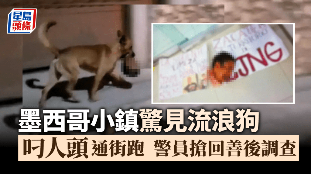墨西哥一小鎮有流浪狗被發現叼走人頭,警員及時追截奪回。網上圖片