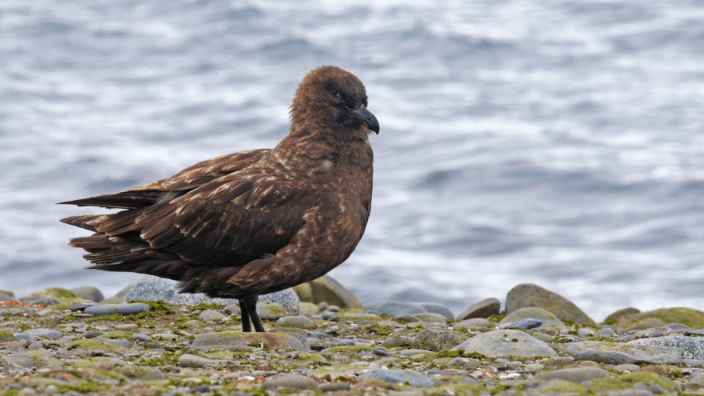 棕色賊鷗（brown skua）示意圖。iStock