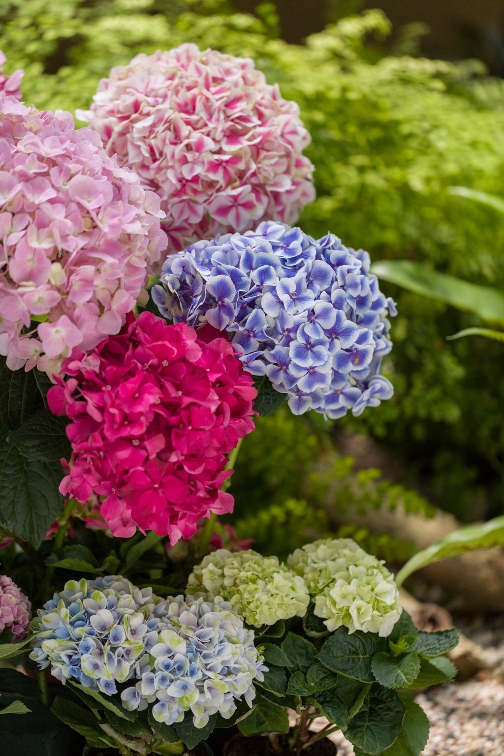 常见的绣球花有紫色、蓝色、粉红色、紫红色、白色及青色。政府新闻处