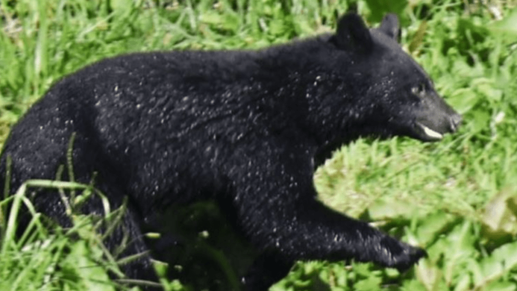 日本熊害问题严重。路透社