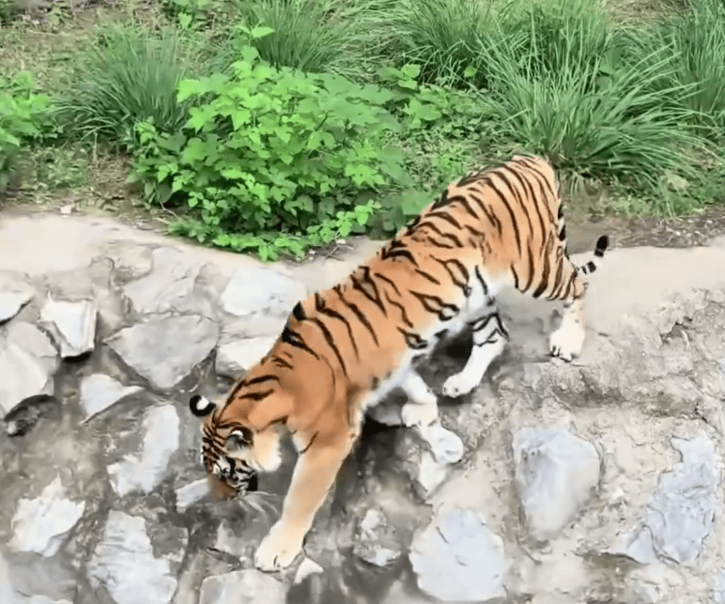 網友反映,北京動物園獅虎山的老虎瘦如「卡片」。 網友反映,北京動物園獅虎山的老虎瘦如「卡片」。