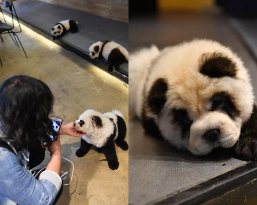 涉事宠物咖啡馆「糖果星球」为犬只染色成熊猫模样。