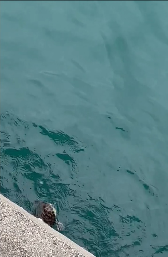 淡水巴西龜懷疑被人放生入海，被海浪拍打至堤壆邊無法自主游走。(影片截圖)