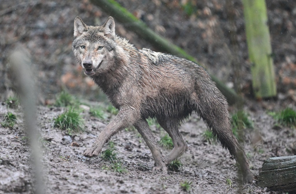 德國漢堡鬧市驚現狼蹤 女子遭咬傷送院 近30年首宗個案。非涉事狼隻 / 法新社資料圖片