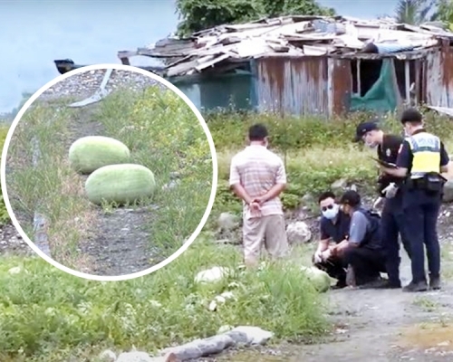 台灣有花蓮西瓜田遇竊，500顆西瓜被偷去。網圖