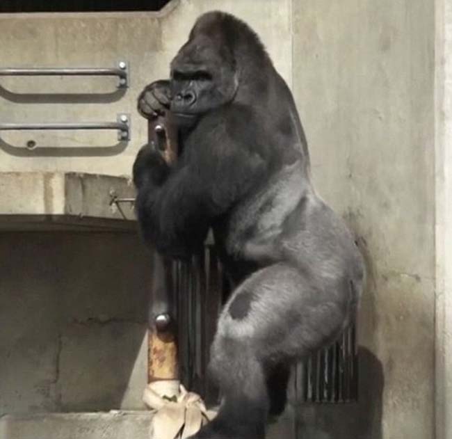 清正的父親沙巴尼（Shabani）。新華社