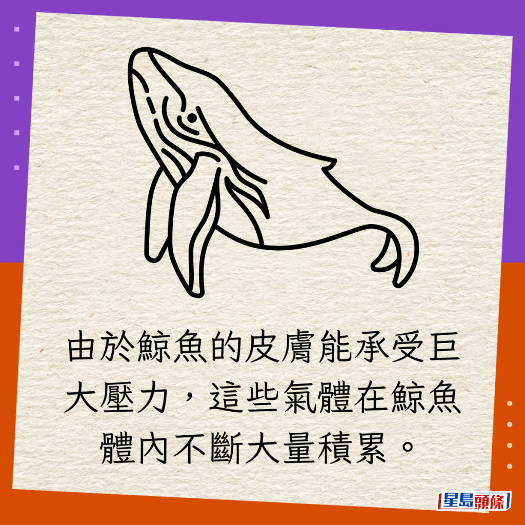 由於鯨魚的皮膚能承受巨大壓力，這些氣體在鯨魚體內不斷大量積累。