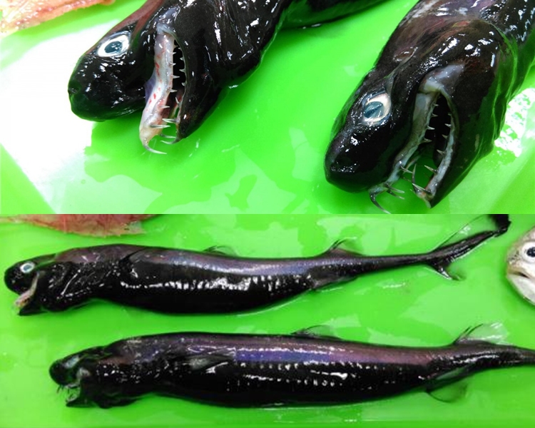 卡氏尖頷烏鯊的外號為「毒蛇鯊魚」。