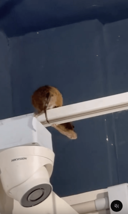 現場環境比例估算，老鼠體型大小與附近安裝的半圓形閉路電視鏡頭相若。影片擷圖