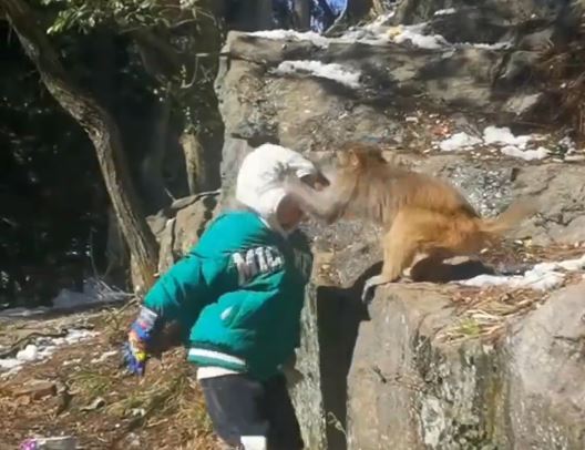 内地屡发生猴子攻击游客事件。