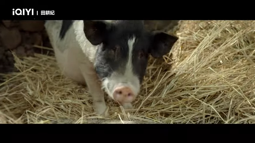 見到她農家中的豬。