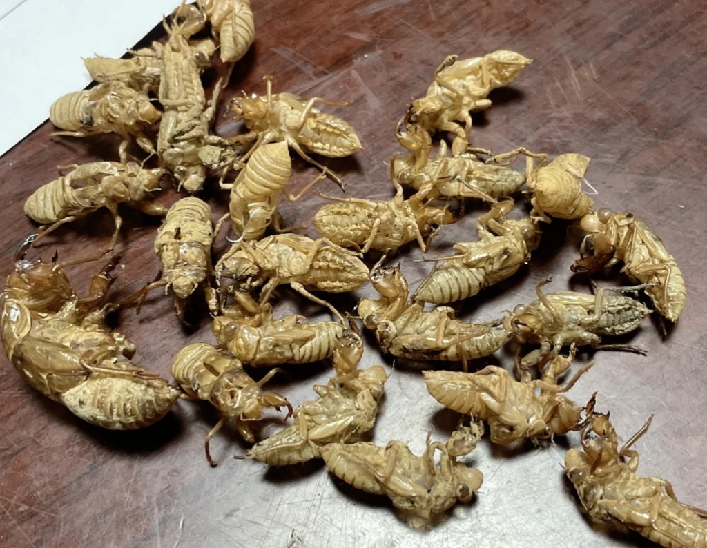 蟬蛻又叫知了殼，具宣散風熱利咽等功效。小紅書