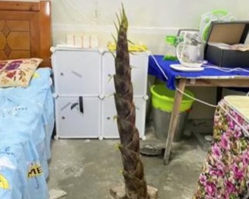 湖南有小学宿舍地面长出了竹笋。影片截图