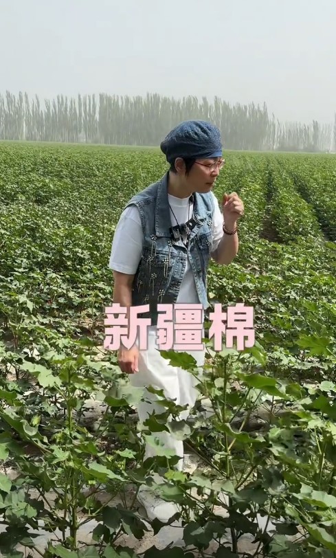 苑瓊丹指新疆棉是新疆名物。 苑瓊丹指新疆棉是新疆名物。