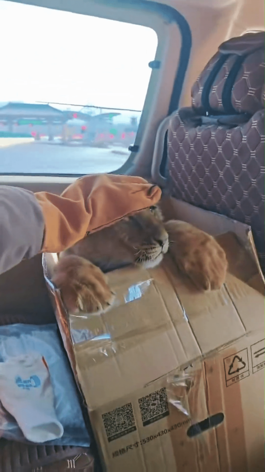 小獅子非常可愛。