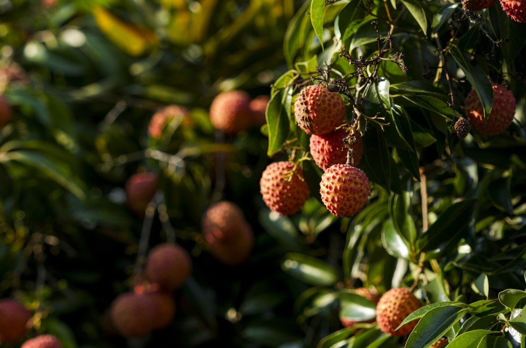 广东果农预告今年荔枝价格或大涨。新华社