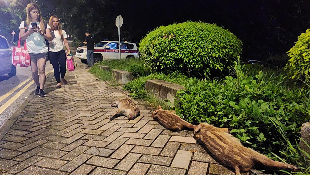 野猪倒毙西贡银线湾广场对出的行人路。
